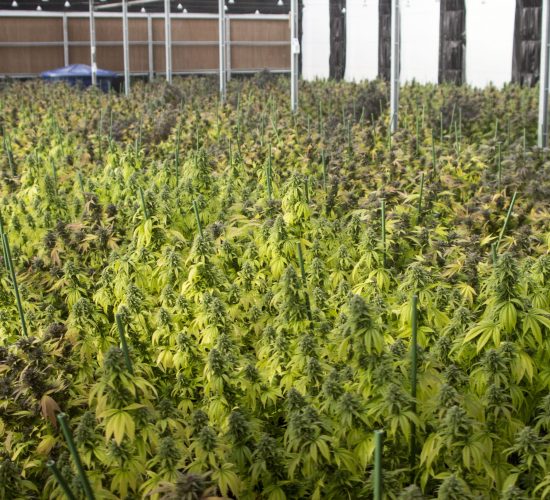 Cultivo de Cannabis
