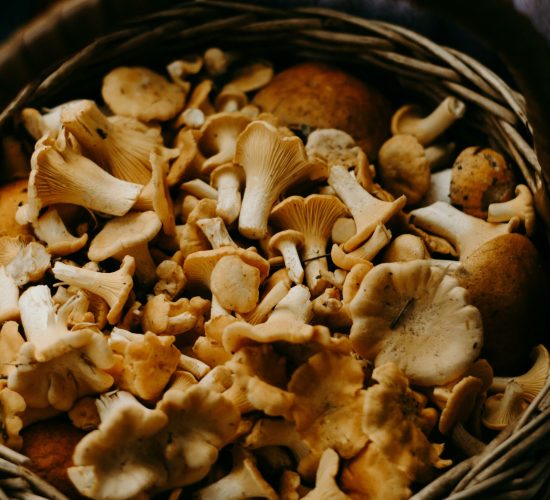 Cultivo de Cogumelos