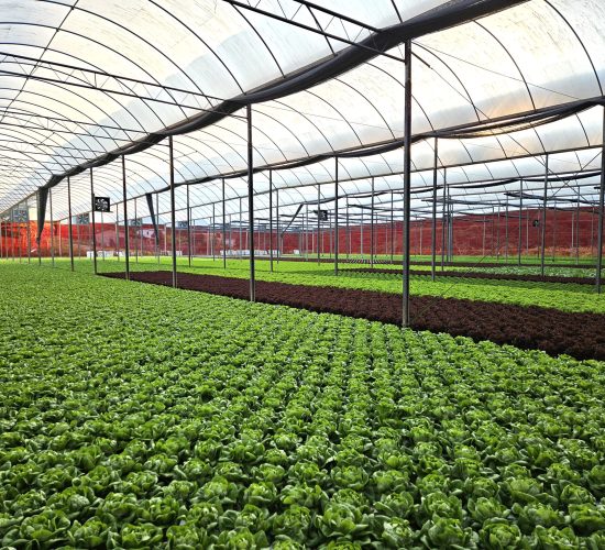 Cultivo de Hortaliças
