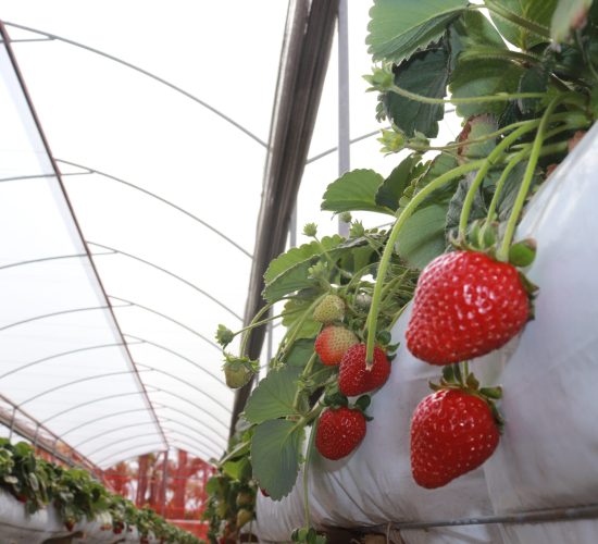 Cultivo de Morangos