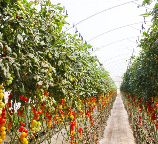 Cultivo de Tomate e Pimentões